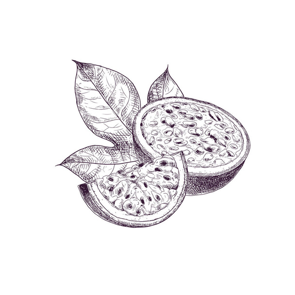 Hand drawn passion fruit. Set sketches with cut passion fruit and leaf. Vector illustration isolated on white background. - Διάνυσμα, εικόνα