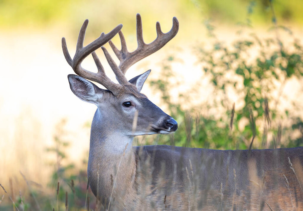 White-tailed deer buck on an early morning with velvet antlers in summer in Canada - Photo, Image