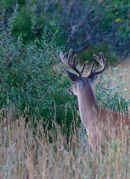 White-tailed deer buck on an early morning with velvet antlers in summer in Canada - Photo, Image