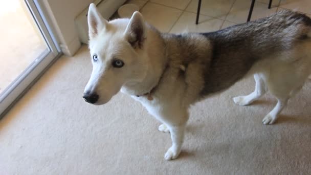 video of a husky dog sitting down for a rawhide bone - Footage, Video