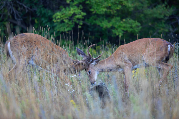 White-tailed deer bucks playing in the early morning fog with velvet antlers in summer in Canada - Foto, imagen