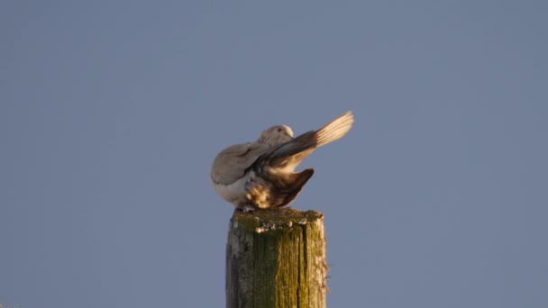 Una colomba grigia si pulisce la coda
 - Filmati, video