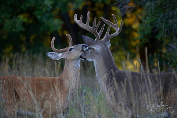White-tailed bucks greeting each other on an early morning with velvet antlers in summer in Canada - Photo, Image
