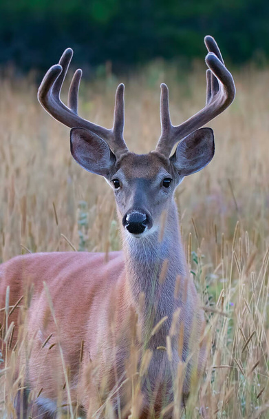 A wild White-tailed deer buck on an early morning with velvet antlers in summer in Canada - Photo, Image