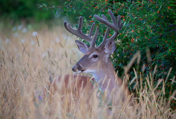 A wild White-tailed deer buck on an early morning with velvet antlers in summer in Canada - Photo, Image