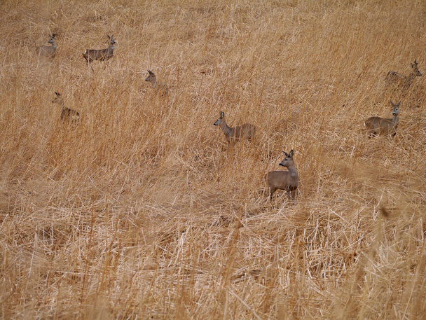 European roe deer in a field - Photo, Image