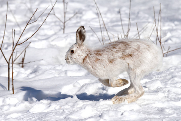 Liebre blanca para raquetas de nieve o Liebre variable con abrigo que se vuelve marrón corriendo en la nieve de invierno en Canadá
 - Foto, imagen