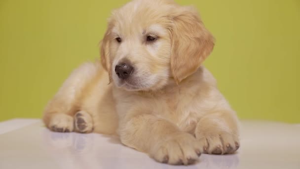 nieuwsgierige golden retriever pup liggend en iets volgend op de vloer, omhoog kijkend en zoekend op een gele achtergrond - Video
