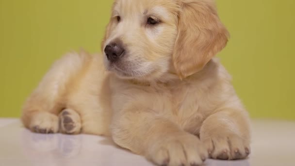 χαριτωμένο golden retriever σκυλάκι που ξαπλώνει, κλείνει το μάτι και ψάχνει γύρω στο κίτρινο φόντο - Πλάνα, βίντεο