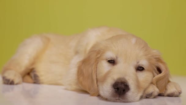Tembel Golden Retriever köpeği uyanıyor, etrafına bakıyor ve dikkati dağılıyor, başını eğiyor ve sarı arka planda uykuya dalıyor. - Video, Çekim
