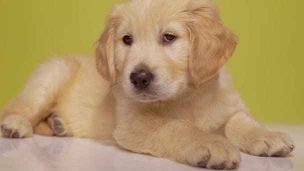 nieuwsgierige golden retriever puppy wordt afgeleid door lawaai, rond te kijken en weer te gaan slapen op gele achtergrond - Video