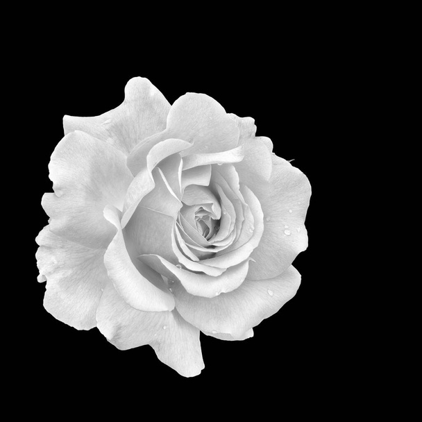 macro monocromatica di un fiore di rosa bianca con gocce di pioggia su sfondo nero
 - Foto, immagini