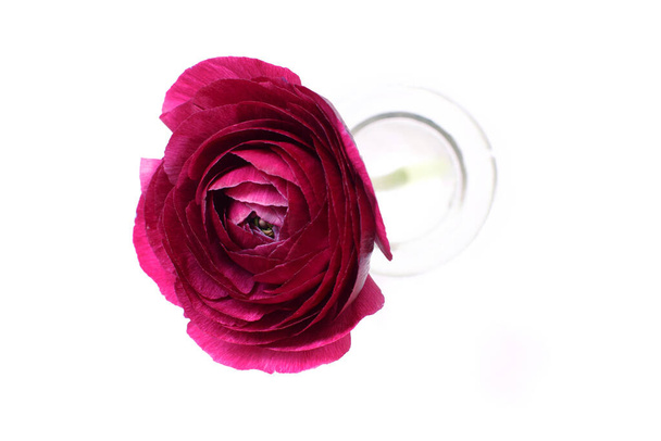 Composición de primavera con una flor de ranúnculo rosa en una botella de vidrio vista superior aislada en blanco
 - Foto, Imagen