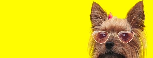 rozkošný yorkshirský teriér pes s retro brýlemi a růžovým lukem, dívá se na stranu a skrývá se na žlutém pozadí - Fotografie, Obrázek