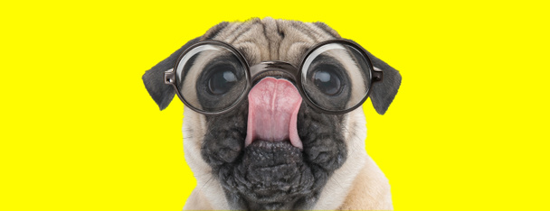 söpö mopsi pentu, jolla on suuret silmät silmälasit, etsii ylös ja nuolee nenää keltaisella taustalla - Valokuva, kuva