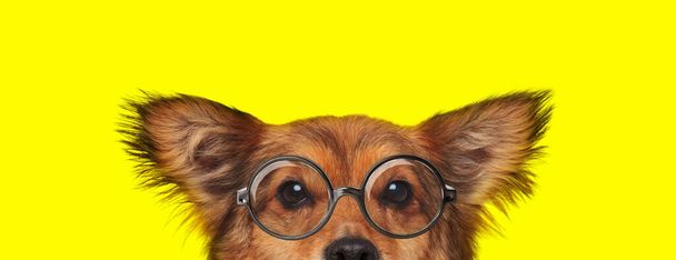 entzückender Metis-Hund mit Brille und Versteck auf gelbem Hintergrund - Foto, Bild