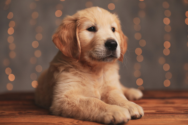 adorable golden retriever puppy laying down and looking to side on background lights - Photo, Image