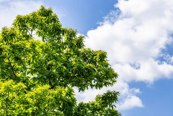 A low angle shot of a beautiful green tree with the blue in the background - Zdjęcie, obraz