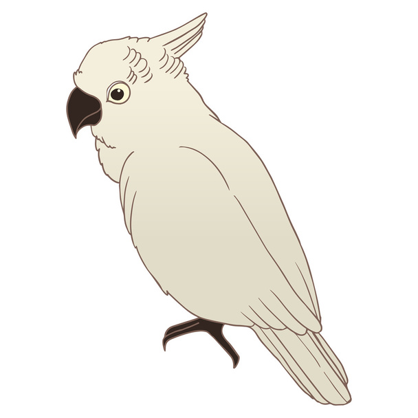 Cockatoo parrot isolated vector illustration. - Vektor, kép