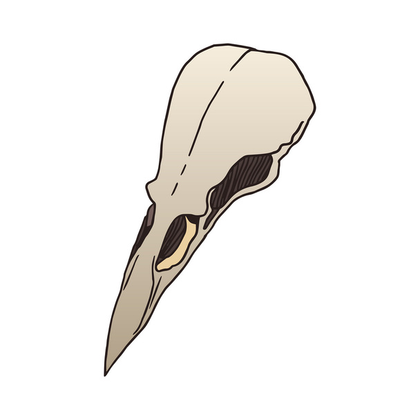 Bird skull vector illustration - Vector, imagen