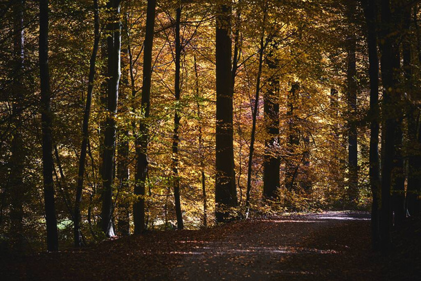 Een bosweg omringd door bomen overdag - Foto, afbeelding