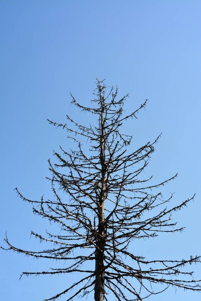 Egy alacsony szögű felvétel egy öreg csupasz fáról a lélegzetelállító ég alatt. - Fotó, kép