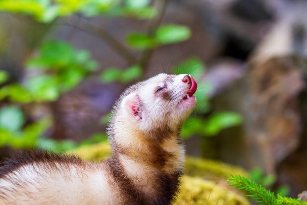 Mustela putorius furo - A ferret in the forest has an open mouth and a protruding tongue. Photo with nice bokeh. - Photo, Image