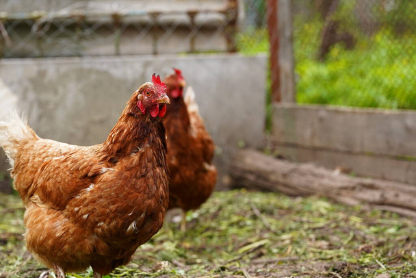 Chickens looking for grains while walking in paddock on farm - Фото, зображення
