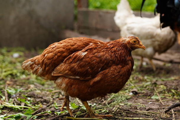 Chicken walks in the pen. Chickens search for grain while walking in a pen on a farm - Fotografie, Obrázek