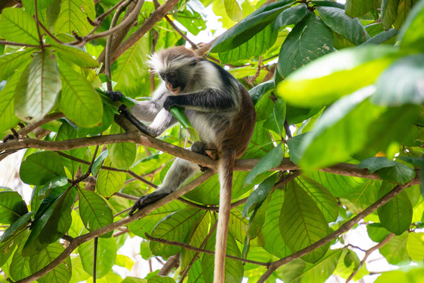 Dzika czerwona małpa Colobus siedzi na gałęzi i je liście w tropikalnym lesie na Zanzibarze - Zdjęcie, obraz