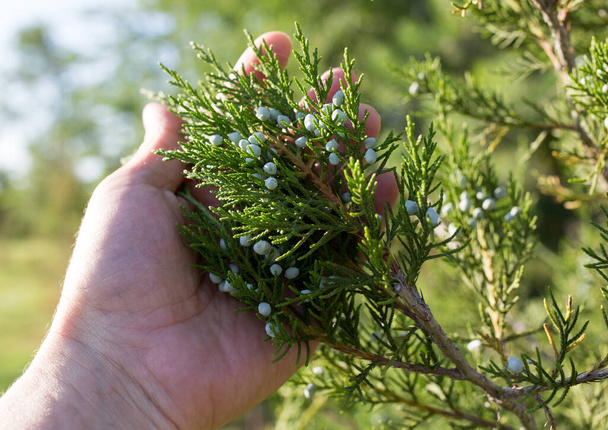 coniferous branch in hand on nature . In the park in nature - 写真・画像