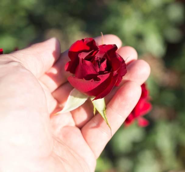 red rose in her hand in a park on the nature . - Photo, Image