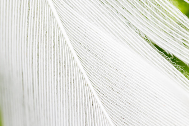 feather on a green background . Photo of an abstract texture - Fotó, kép
