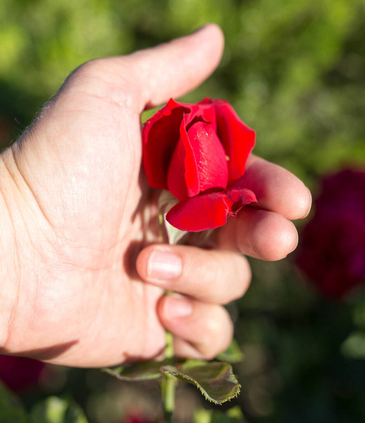 κόκκινο τριαντάφυλλο στο χέρι της σε ένα πάρκο στη φύση . - Φωτογραφία, εικόνα