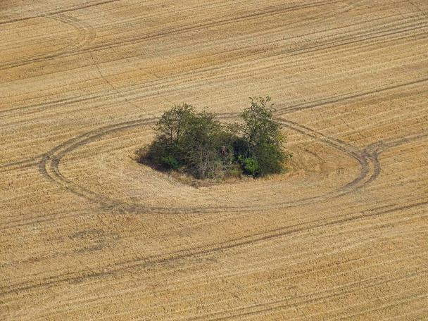 Utopic circles in a corn field. - Fotoğraf, Görsel