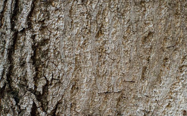 Old tree bark texture background - Фото, изображение