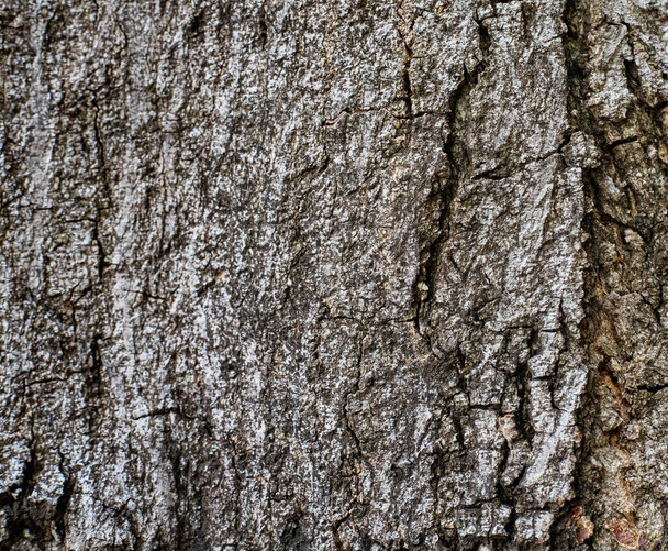 Fondo de textura de corteza de árbol viejo - Foto, Imagen