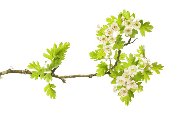 Hawthorn flowers and foliage isolated against white - Fotografie, Obrázek