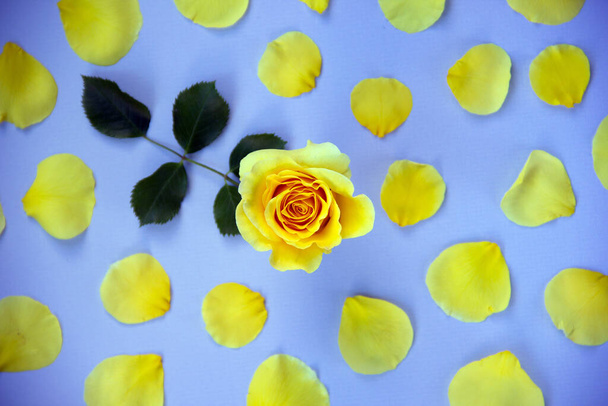 Mise en page créative d'une rose en fleurs au centre et pétales jaunes autour sur un fond bleu. Carte de vœux. Minimalisme. Fond naturel. Vue du dessus, plan, espace de copie
. - Photo, image