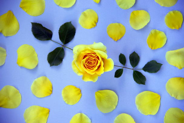 Kreative Gestaltung einer blühenden Rose in der Mitte und gelber Blütenblätter auf blauem Hintergrund. Grußkarte vorhanden. Minimalismus. Natur im Hintergrund. Draufsicht, flache Lage, Kopierraum. - Foto, Bild