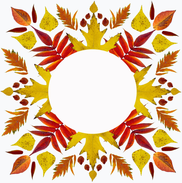 Der Herbst hinterlässt Muster. Mandala aus Fotos von gelben Blättern. Auf weißem Hintergrund. Banner der Herbstblätter. - Foto, Bild
