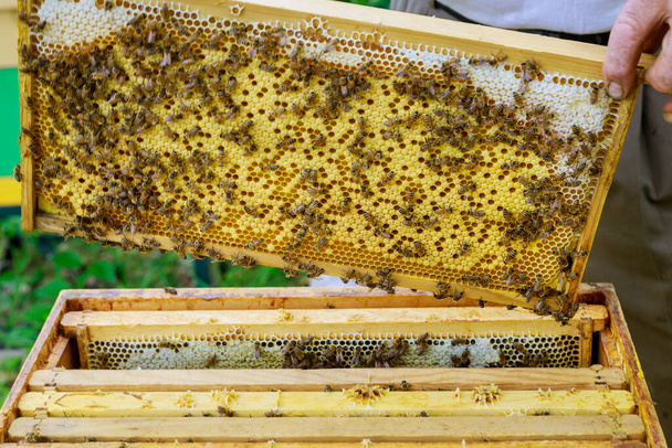 Beekeeper checks beehives with bees, caring for frames honeycomb full of bees - Foto, afbeelding