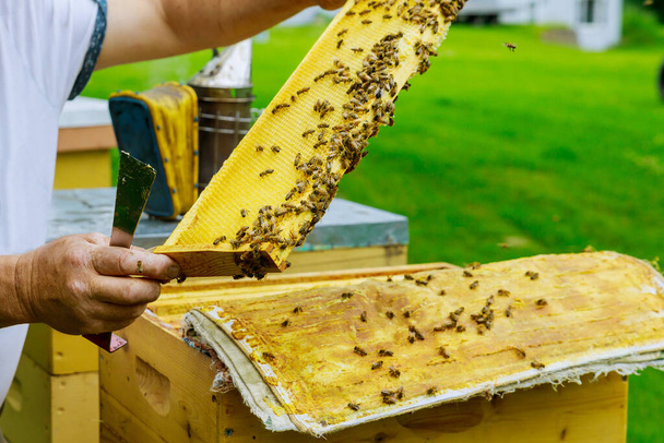 Apicultor comprueba una colonia de abejas cerca de la colmena en vuelo en un buen día soleado - Foto, Imagen