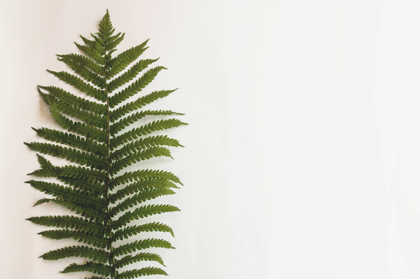 minimalism style, fern leaf on paper background - Photo, Image