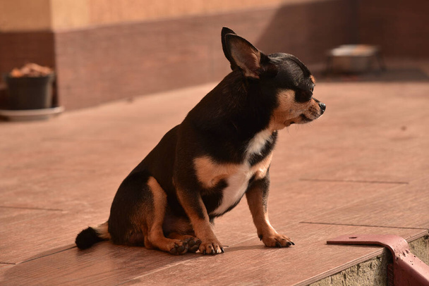 Chihuahua κάθεται στο κατώφλι. Ένα μικρό σκυλί τσιουάουα κάθεται στο δρόμο δίπλα σε μια πόρτα. Μικρή ράτσα σκύλου Shorthair. Σκύλος στο σπίτι - Φωτογραφία, εικόνα