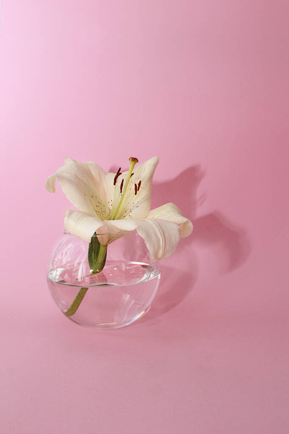 White lily flower in a glass vase on a pink background. Close-up and copy space - Photo, image