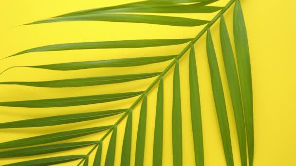 Zelený čerstvý tropický palmový list umístěný na žlutém pozadí. Minimální povaha. Letní styl. - Záběry, video