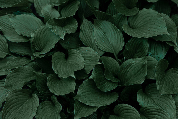 Hosta plant. Green leaves. Natural green background. Large leaves of a garden plant. Nature. - Foto, Imagen