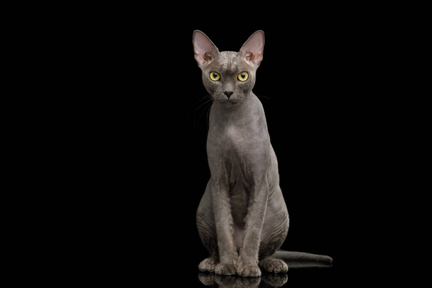 Grey Sphynx Cat on isolated black background - 写真・画像