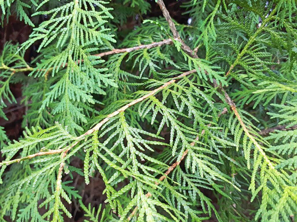 Branch of Incense Cedar (Calocedrus decurrens, Thuja) on blurred pink green background. - Photo, Image
